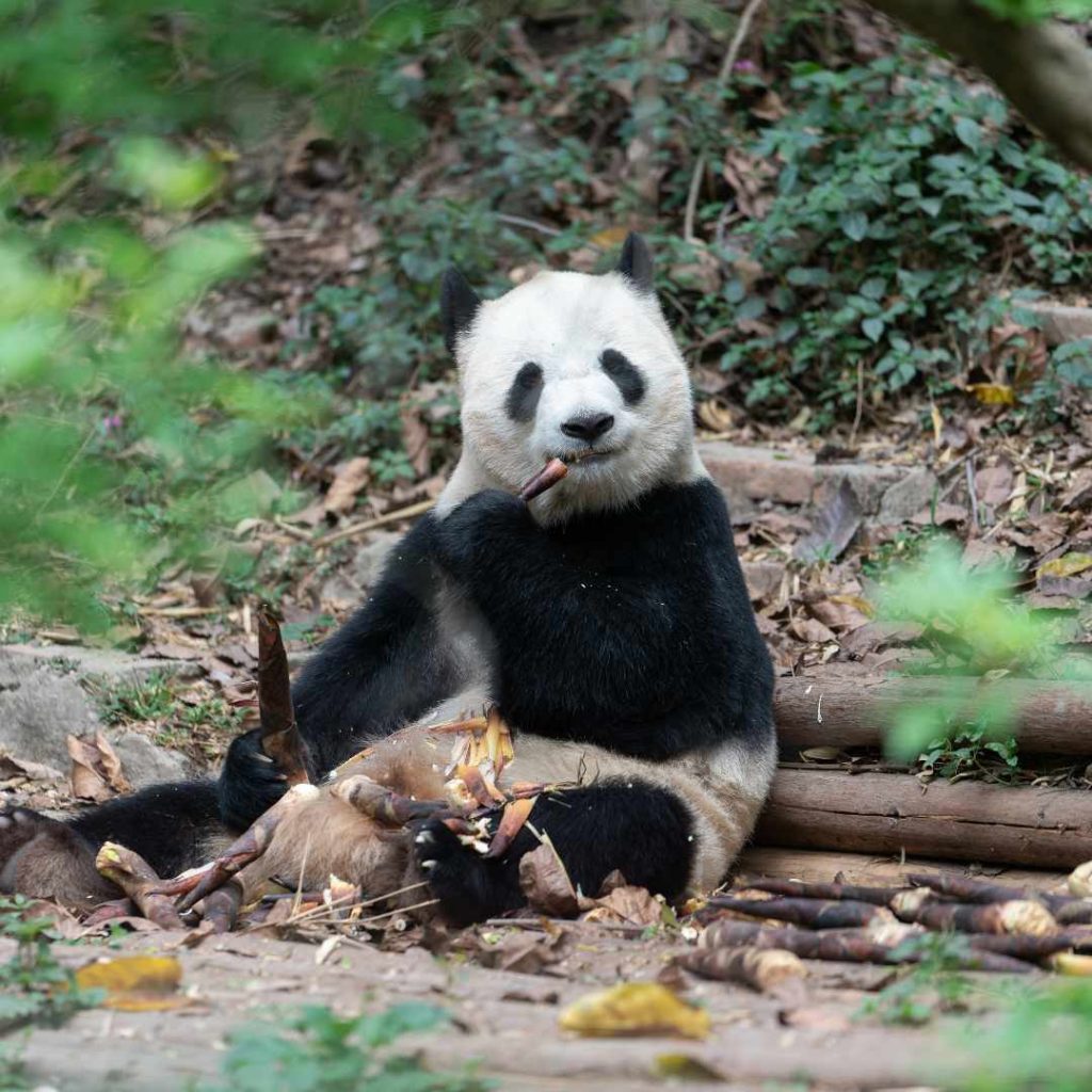 成都必去景点:大熊猫繁育研究基地