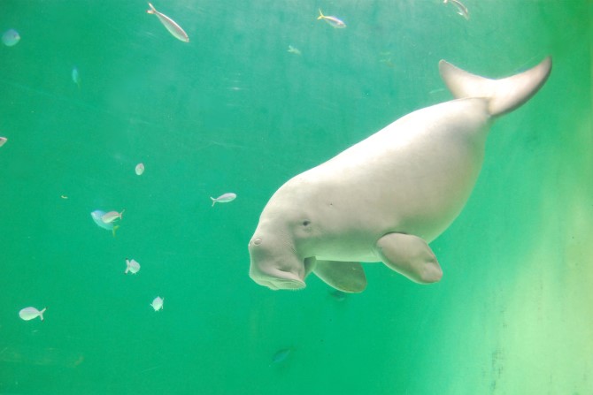 (画像提供:鳥羽水族館)