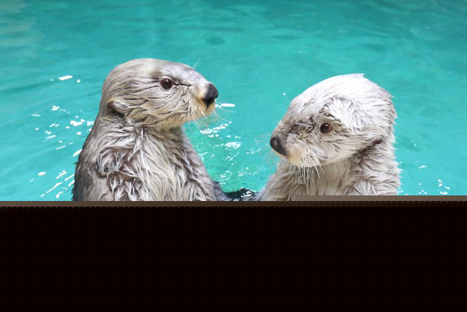 (画像提供:鳥羽水族館)