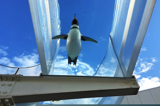 (画像提供:越前松島水族館)