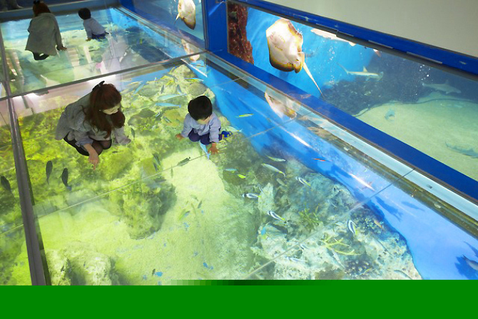 (画像提供:越前松島水族館)