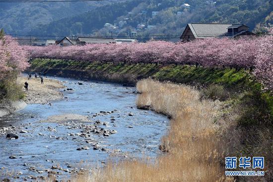 3月3日,在日本静冈县河津町,游人欣赏河津樱。