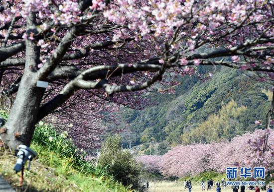 3月3日,在日本静冈县河津町,游人欣赏河津樱。