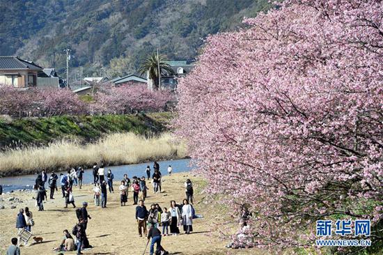 3月3日,在日本静冈县河津町,游人欣赏河津樱。