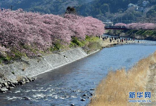 3月3日,在日本静冈县河津町,游人欣赏河津樱。