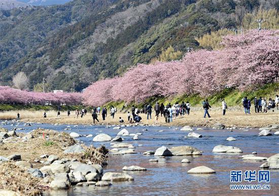 3月3日,在日本静冈县河津町,游人欣赏河津樱。