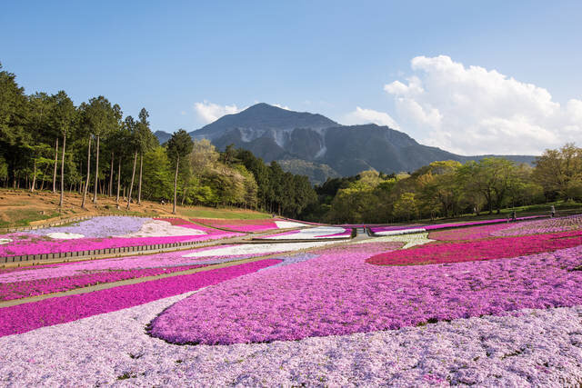 羊山公園 芝桜の丘