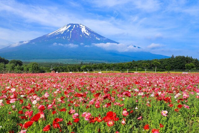 山中湖花の都公園