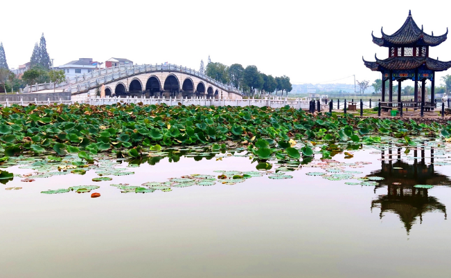 东沼红莲池