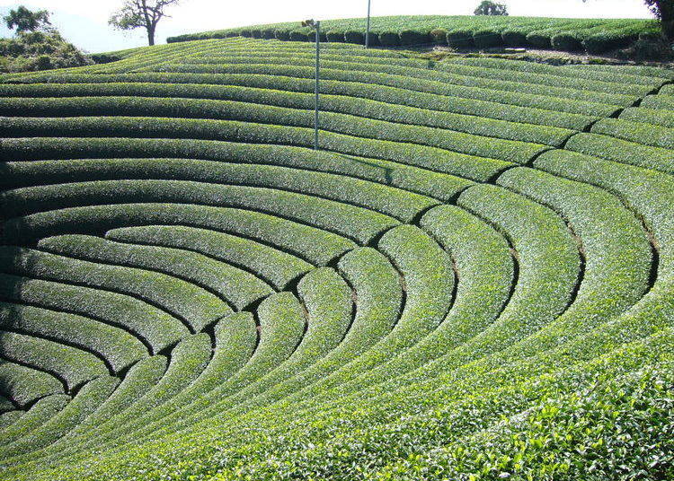 各种茶田也非常稀有,原山的圆形茶田。