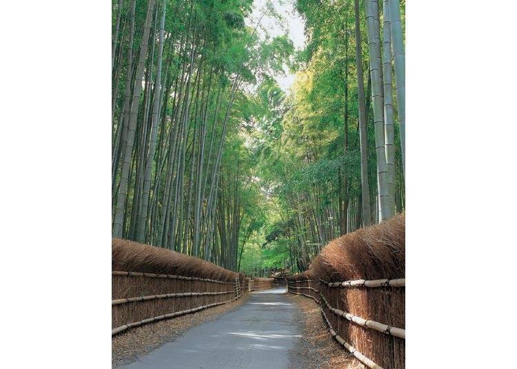 被两侧竹林包围朝着前方延续的幽静小路「竹之径」