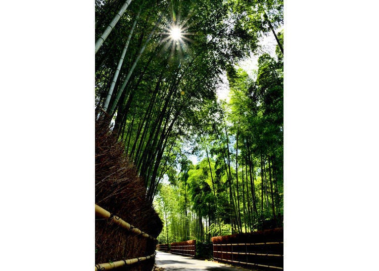 高耸的竹林阻挡着强烈的阳光,形成一个清凉感十足的空间