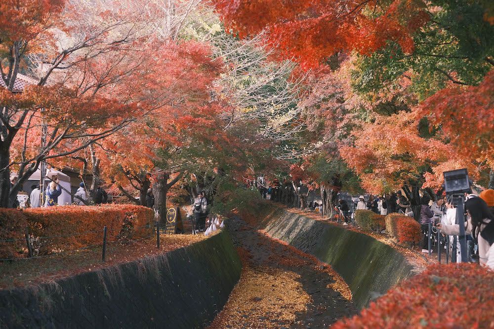 momiji1.jpg