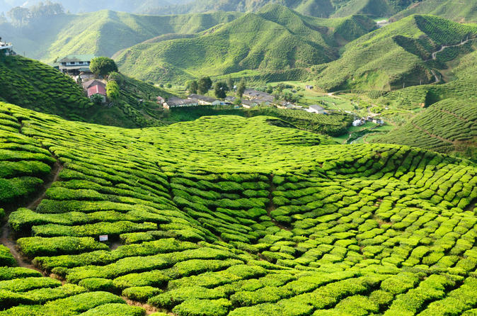 3-night-cameron-highlands-and-penang-tour-from-kuala-lumpur-in-kuala-lumpur-148025