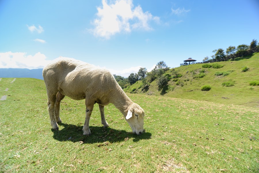 Taiwan Nantou Cingjing Farm AShutterstock 156255671