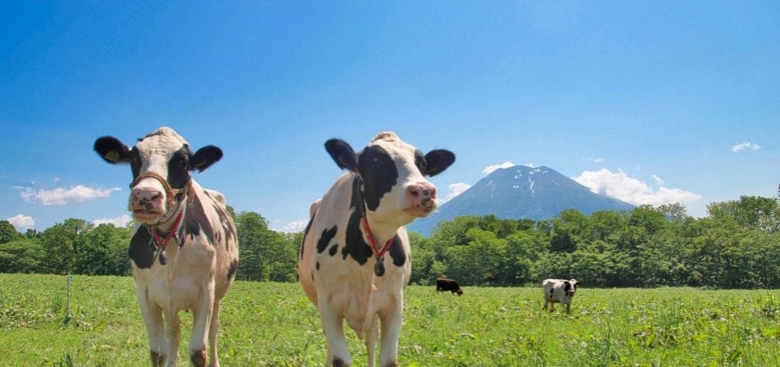 北海道自驾推荐羊蹄山行程「ニセコ高桥牧场 」